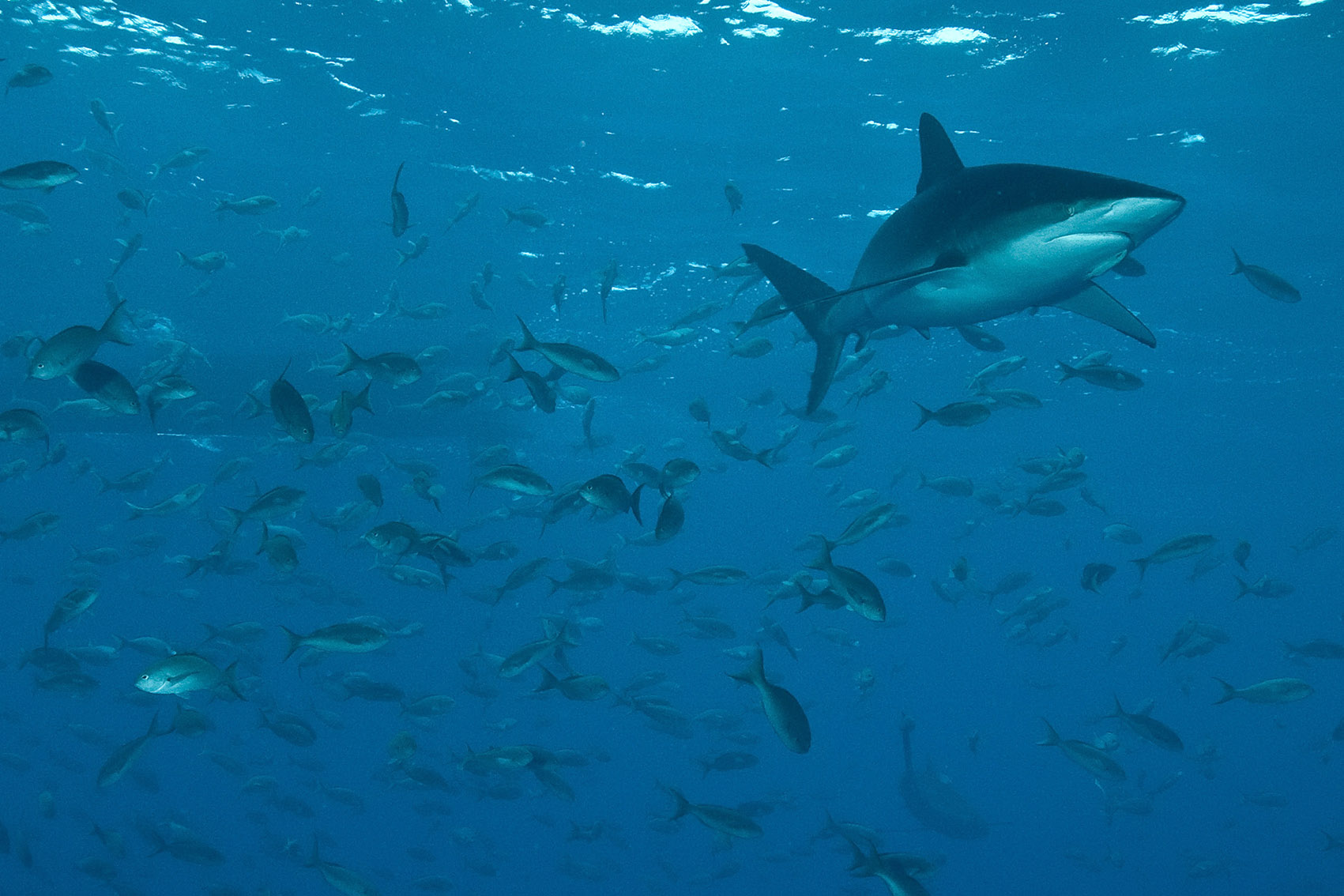 078 silky shark,Galapagos.jpg